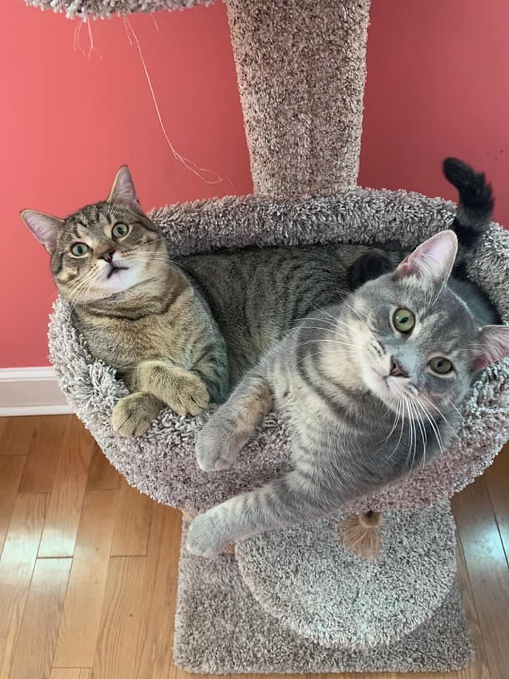 Día Nacional de las Mascotas