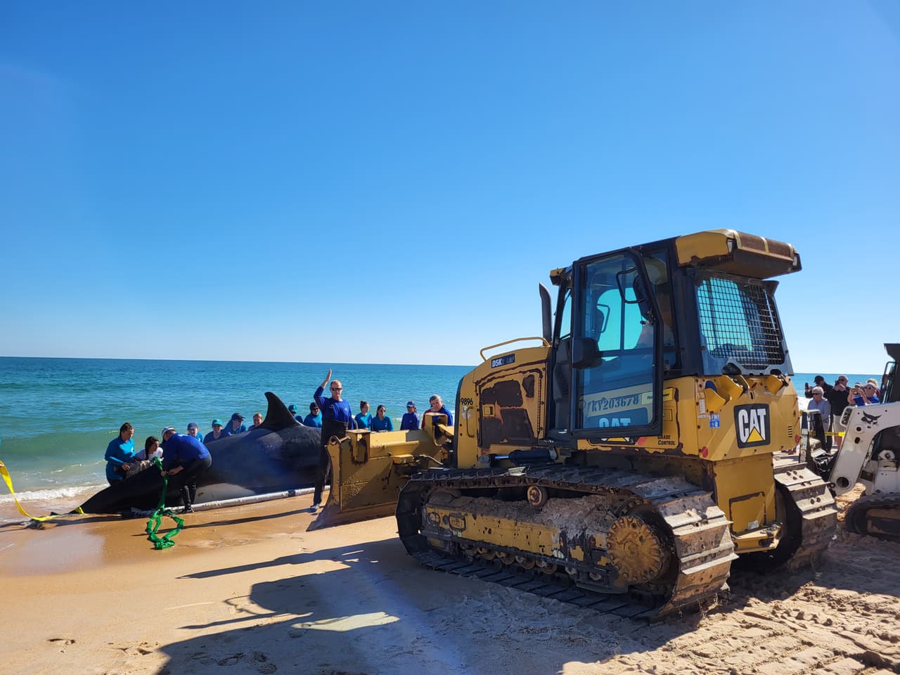 La ballena asesina de más de 7,000 libras de peso y 21 pies de largo fue localizada la mañana del 11 de enero al sur de Jungle Hut Park en Palm Coast, de acuerdo con informes iniciales del Alguacil del condado Flagler. La Administración Nacional Oceánica y Atmosférica señaló a través de un comunicado que la ballena era una hembra de edad adulta y que no tenía algún indicio de interacción con humanos o golpes, además se detectaron algunos "signos de enfermedades". Los detalles de la causa de la muerte de la ballena asesina que apareció en la costa de Florida serán dados a conocer una vez que se concluya la necropsia y los estudios de laboratorios correspondientes.