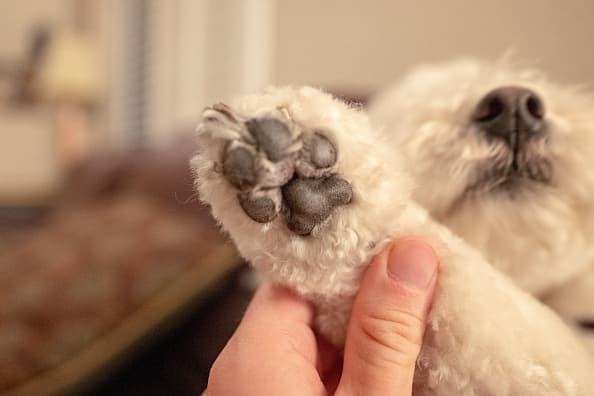 Asegúrese de revisar las patas de su perro con frecuencia en busca de lesiones por el clima de frío como rajadas o sangrado.
<br>