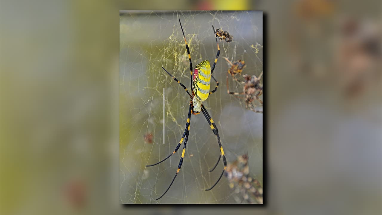 Una araña Joro hembra teje su telaraña. La barra de escala de 30 mm se incluye como referencia de tamaño.