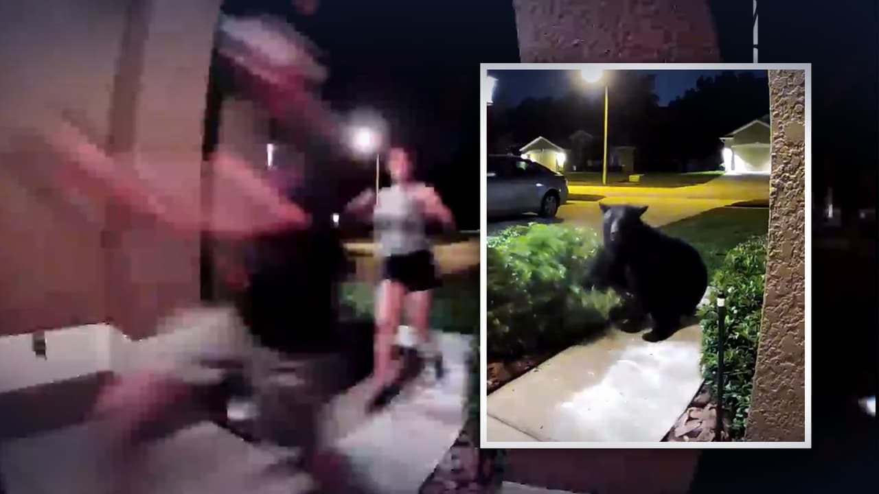 Video capta momento en que un oso negro persigue a una pareja y su perro en Florida