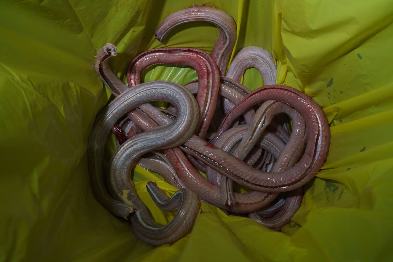 <a href="https://tpwd.texas.gov/education/resources/texas-junior-naturalists/snakes-alive/venomous-texas-snakes" target="_blank">A menos que exista una amenaza inmediata para su seguridad, las serpientes deben dejarse solas. </a>
<b>Son una parte natural de nuestro ecosistema. </b>
<br>