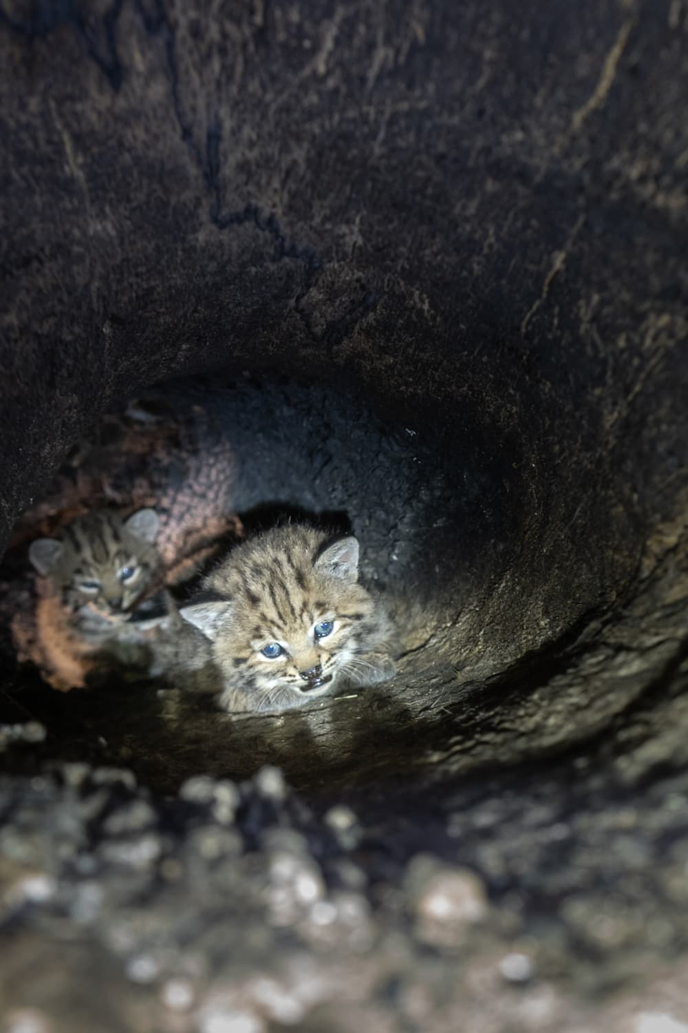 Veterinarios pesaron y midieron a los animales. Los gatos montés también fueron marcados en las orejas para identificarlos en el futuro.