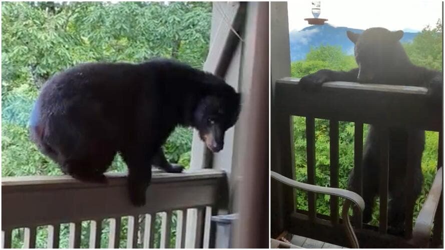 Mujer sorprende a oso en su casa y lo ahuyenta con su "voz de maestra"