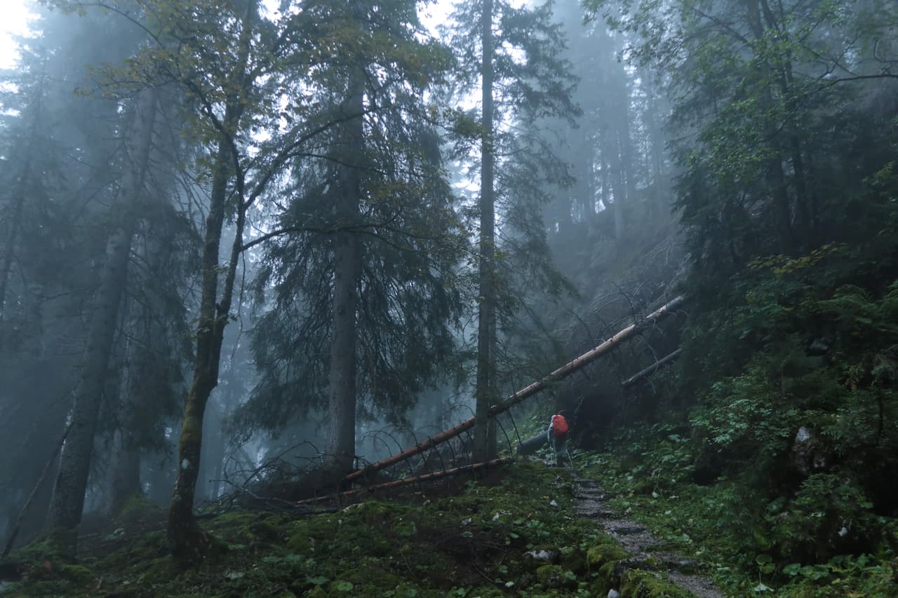 Un hombre borracho reportado como desaparecido se une a su propia búsqueda en un bosque