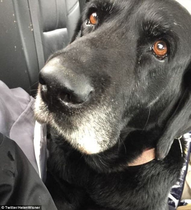 Ellos no iba solos ya que su fuel amigo Sam también se lanzó a la caza. El perro fue encontrado con vida.