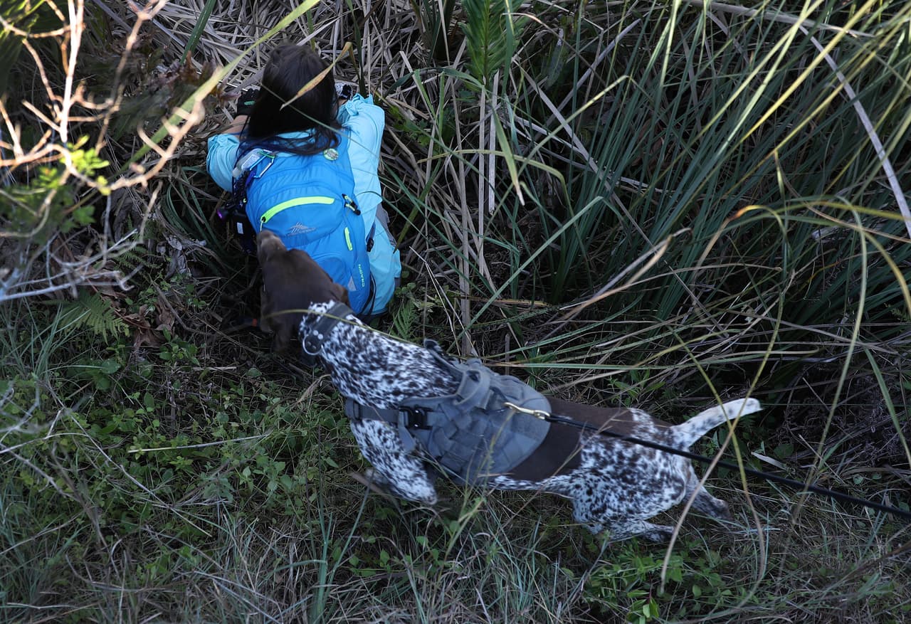 Los perros fueron entrenados por cerca de un mes, en el que aprendieron cómo buscar una pitón con su olfato y cómo alertar a sus entrenadores cuando hallaran una.
<br>