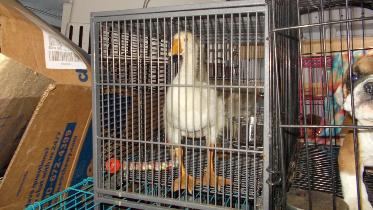 Las autoridades vieron varias jaulas con animales, entre ellos encontraron cuatro patos.