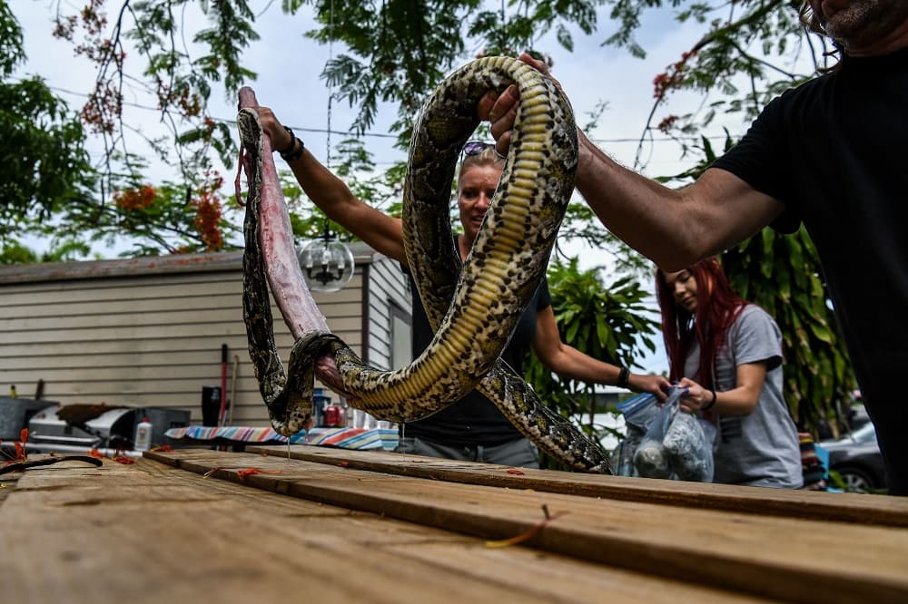 La cazadora de serpientes Amy Siewe llega a la casa de Woods con una enorme serpiente pitón que despelleja en el patio. Luego de que la piel se seca, la llevan al taller a unos metros de allí.
<br>