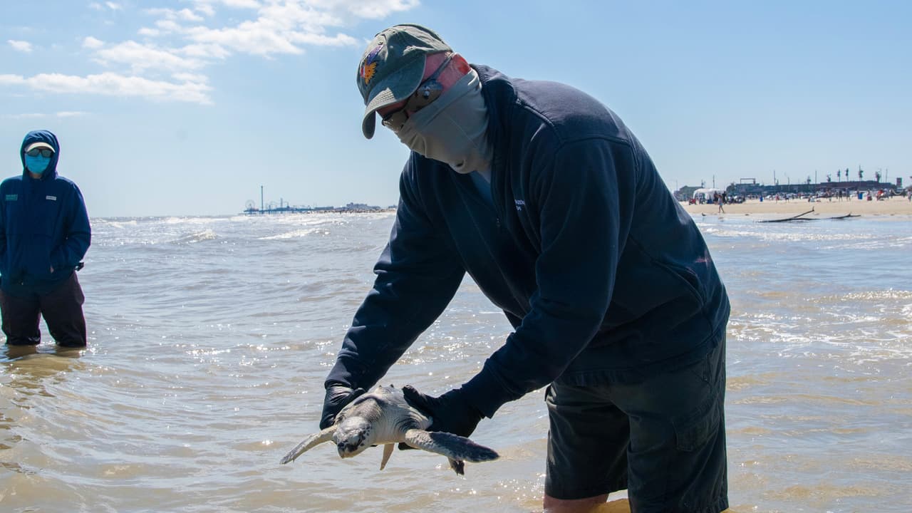 Su tratamiento incluyó exámenes físicos, antibióticos, análisis de sangre y radiografías.