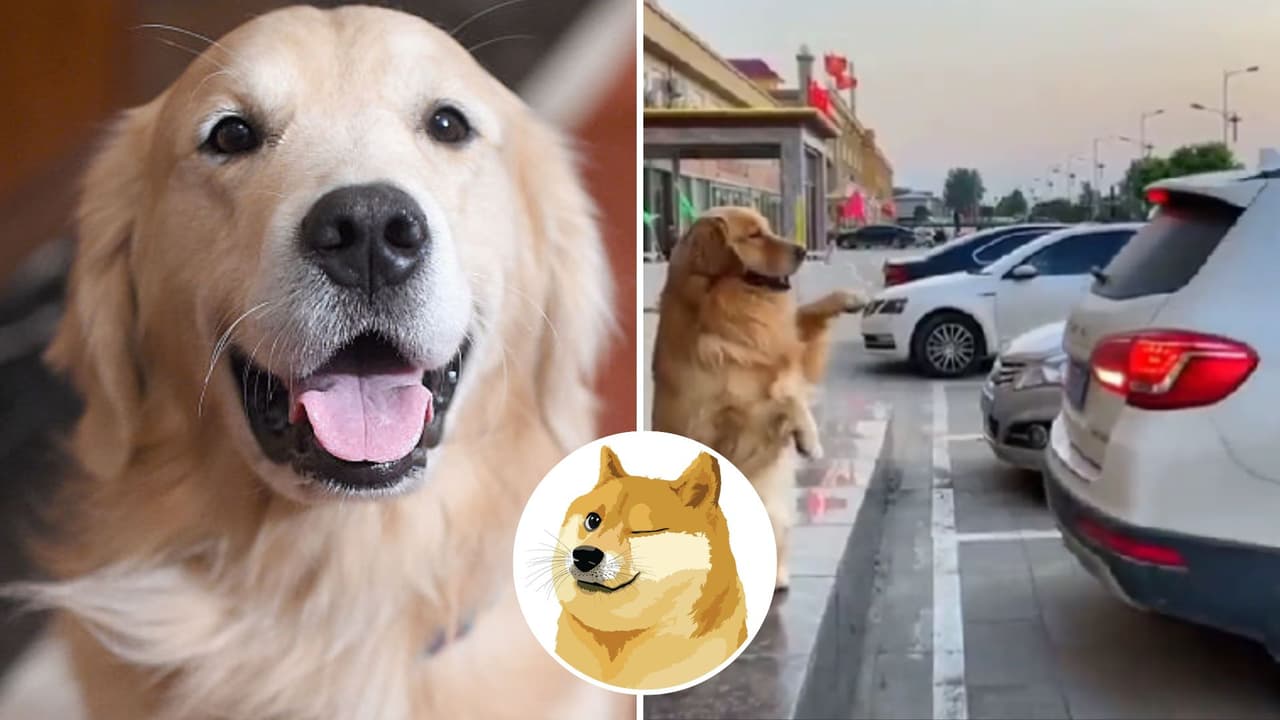 Este perrito es el 'viene-viene' más adorable: así ayudó a un conductor a estacionarse