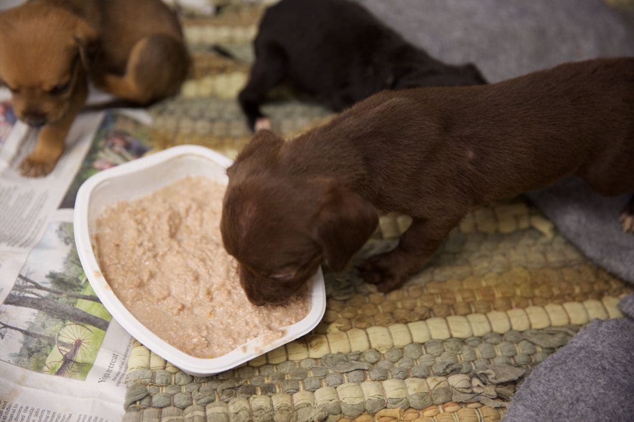 Los animales fueron examinados y uno de ellos tuvo que ser sacrificado debido a la gravedad de sus lesiones.