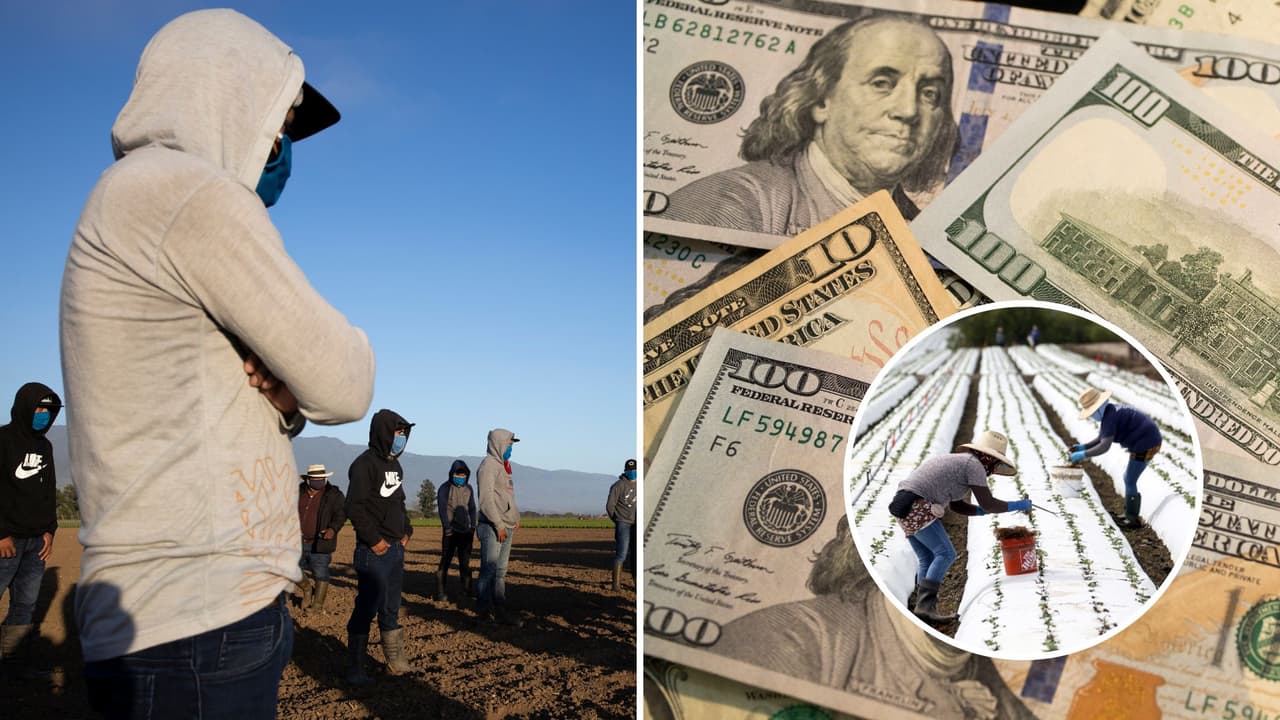 Ayuda de hasta $4,500 para algunos trabajadores agrícolas de California. Te decimos si eres elegible