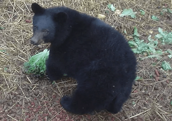 Encontrar a Yona en un árbol o dormida era algo común en sus primeros años en el Museo.