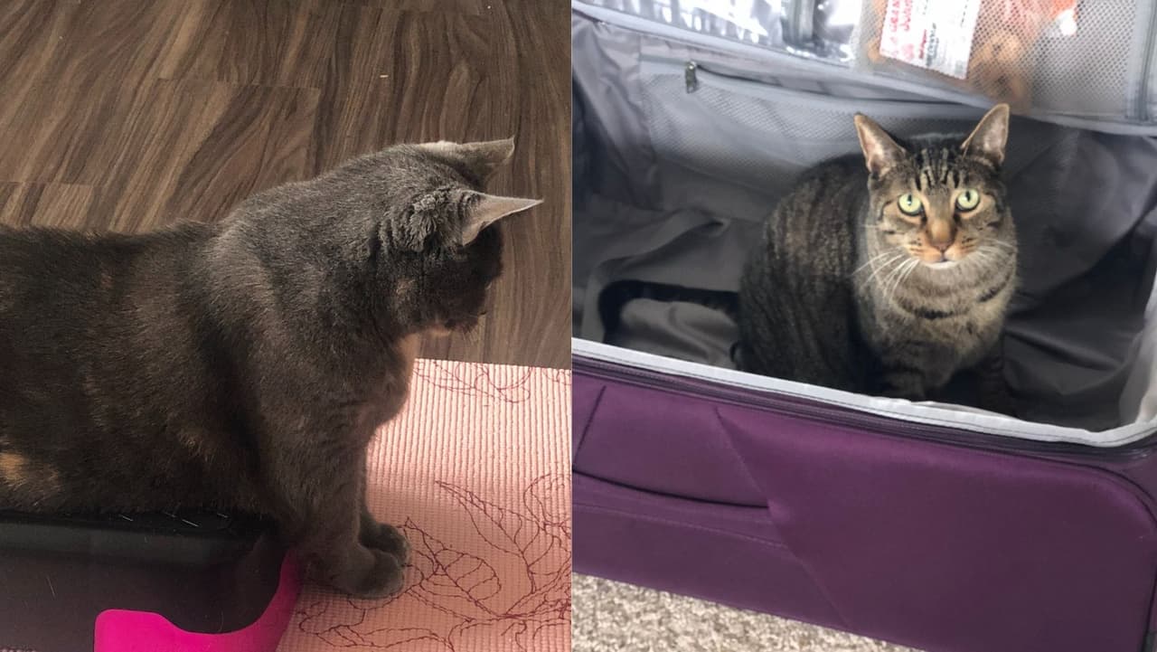 Les encanta observarte, rozarte e incluso dejar que los mimes durante horas. Con ellos aplica el dicho “horas muertas”. ¿Ya te dijimos que se adueñan de todo lo tuyo? TODO.
<br>