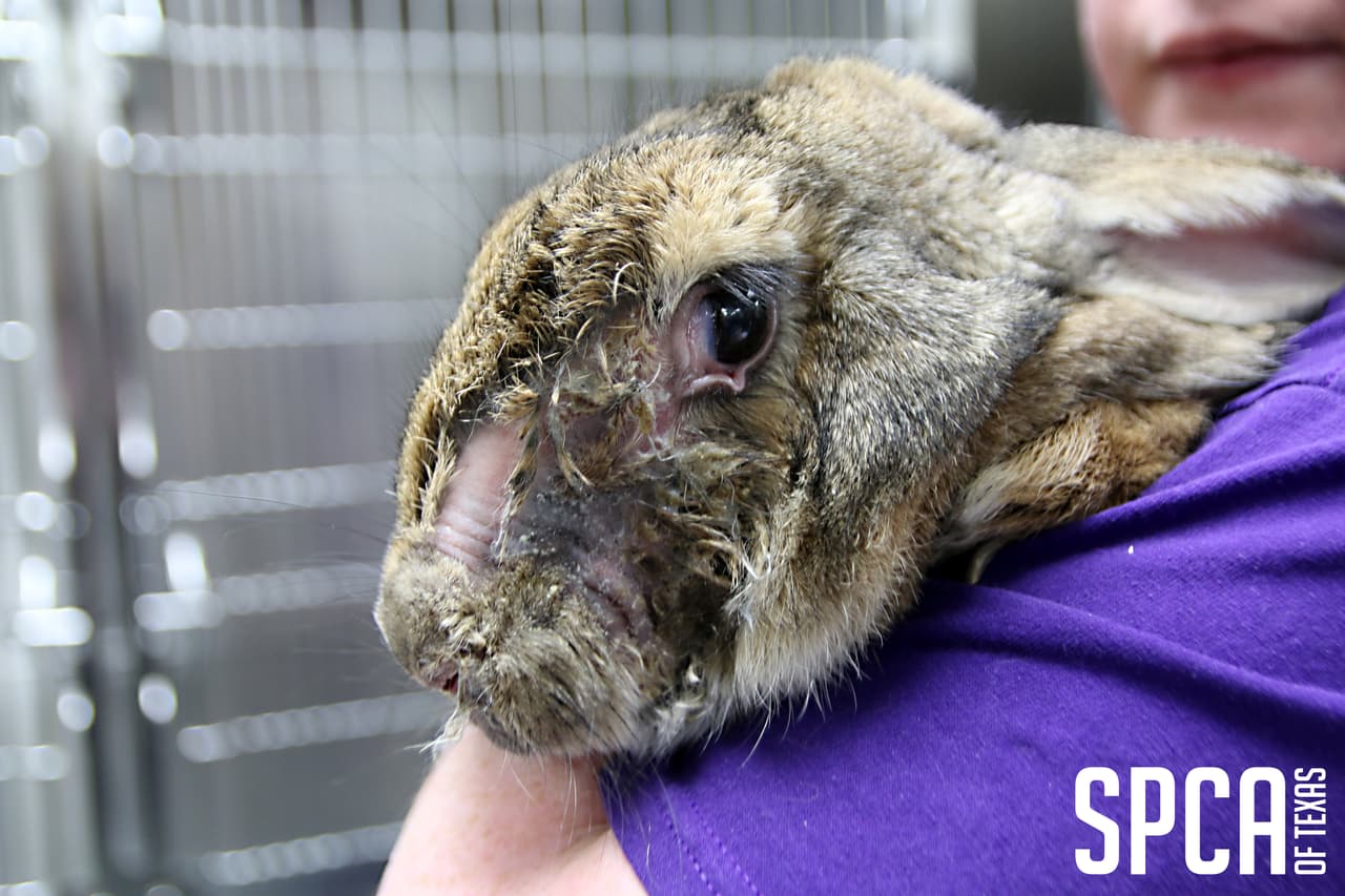 Los conejos fueron transportados al Centro de Rescate de Animales Russell E. Dealey de la SPCA de Texas, donde serán atendidos y evaluados por el personal médico.