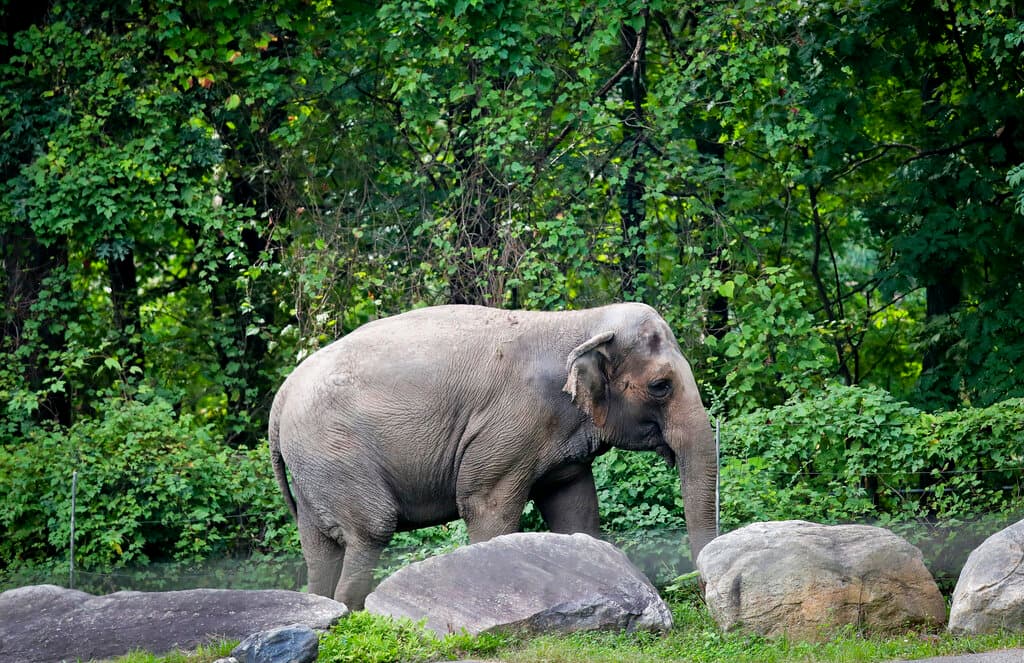 Muere Happy, la elefanta del zoológico de El Bronx que se reconocía en un espejo