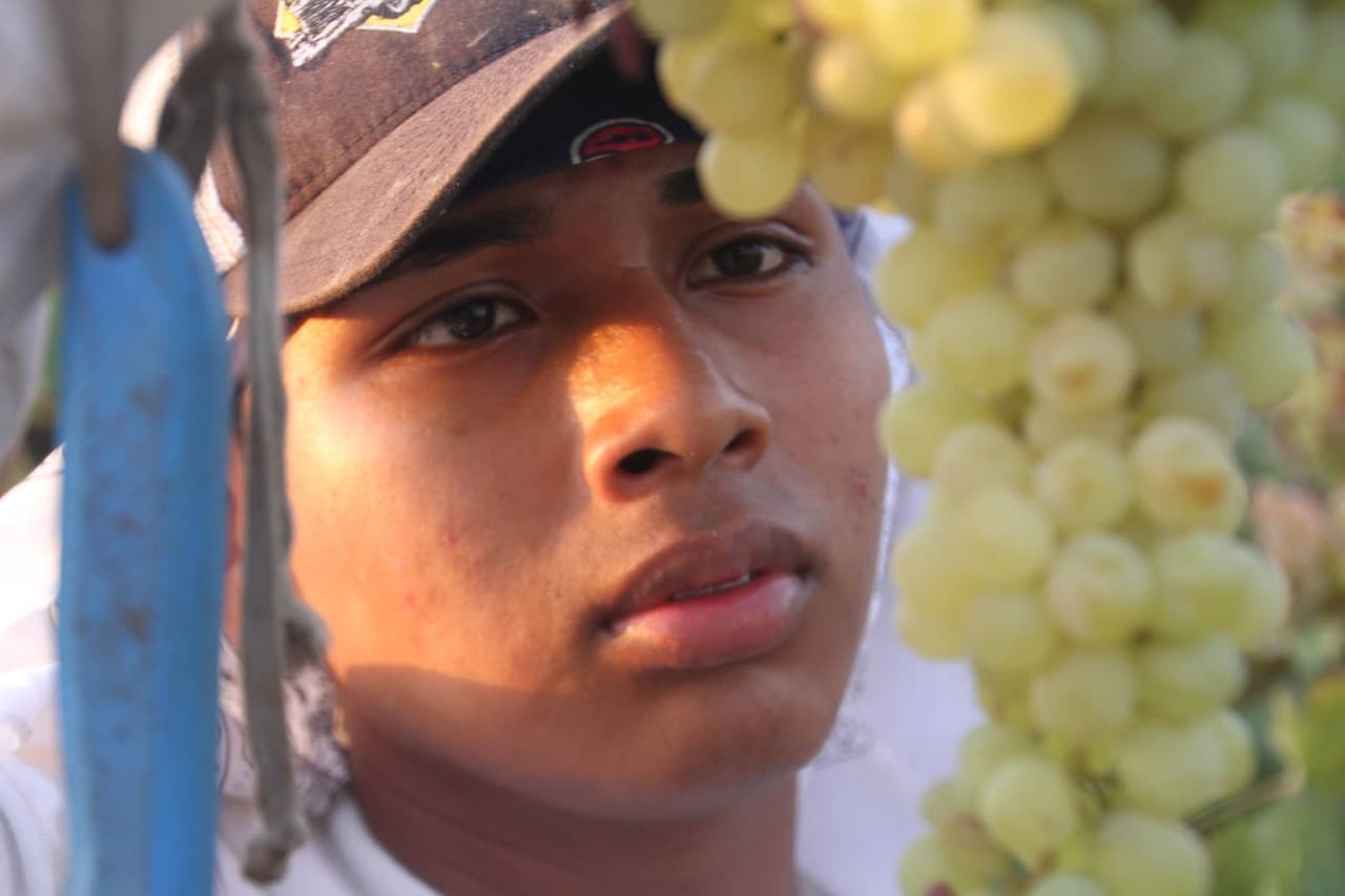 El rostro del campo californiano es latino.