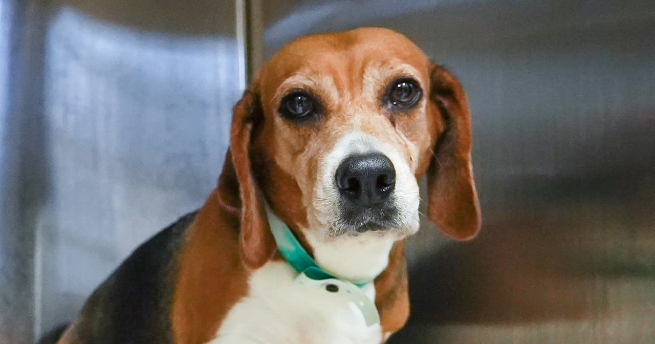 El cuidado de ellos es extensivo y de alto costo. El Refugio de Medicina y Equipos de Comportamiento están listos para proveer estos caninos con los recursos necesarios. Sin embargo, piden el apoyo de la comunidad para poder sostener a los perritos rescatados.