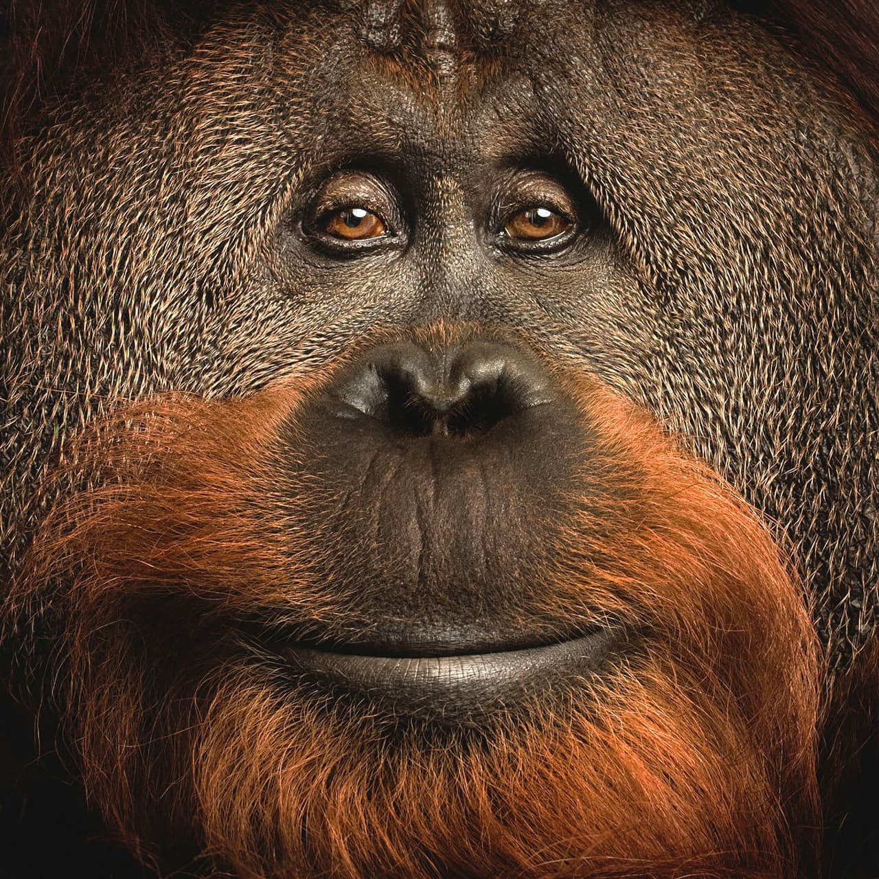 <b>‘El orangután Azy’</b>
<br>
<br>Azy, un orangután nacido en cautiverio y famoso por sus habilidades cognitivas, en una foto para la revista National Geographic.
<br>
<br>Durante más de 30 años el autor de esta imagen ha documentado “desde la Ruta 66 hasta el calentamiento global, la vida bajo los volcanes, las momias sicilianas, y el paisaje, la cultura, la historia y la arqueología de Estados Unidos”, explica
<i>Vital Impacts</i>.