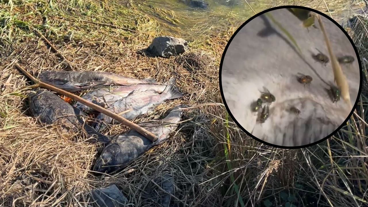 Olor a salmón, pero a salmón podrido: por qué hay tantos peces muertos en Stockton