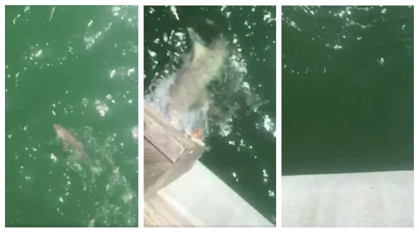 Pescador atrapa a tiburón de dos pies y este es devorado por otro 4 veces más grande