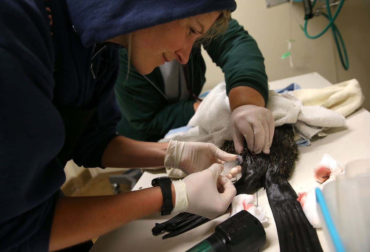 Los científicos creen que las aguas más cálidas están afectando a la distribución de los peces de los que dependen los lobos marinos y otras especies marinas.
