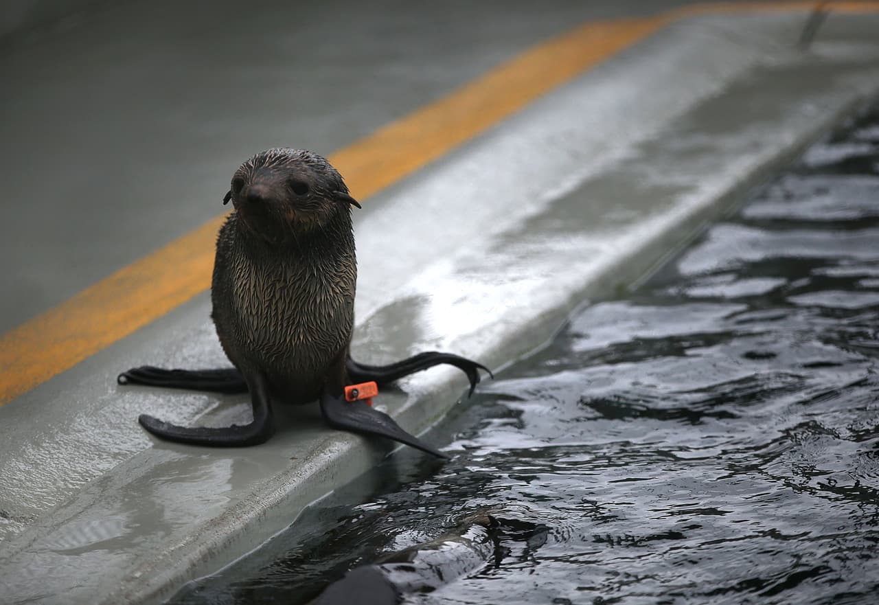 Los científicos creen que las aguas más cálidas están afectando a la distribución de los peces de los que dependen los lobos marinos y otras especies marinas.