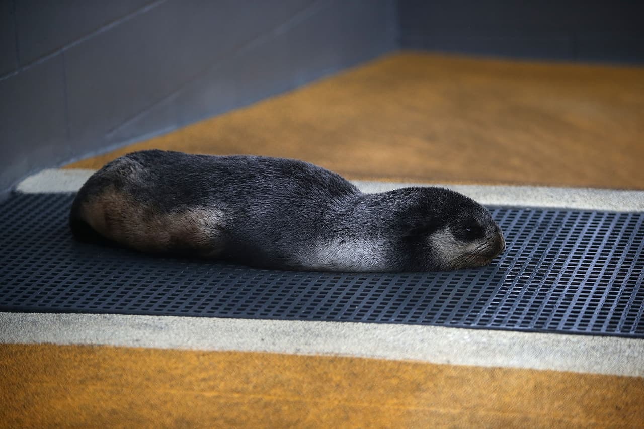 Los científicos creen que las aguas más cálidas están afectando a la distribución de los peces de los que dependen los lobos marinos y otras especies marinas.