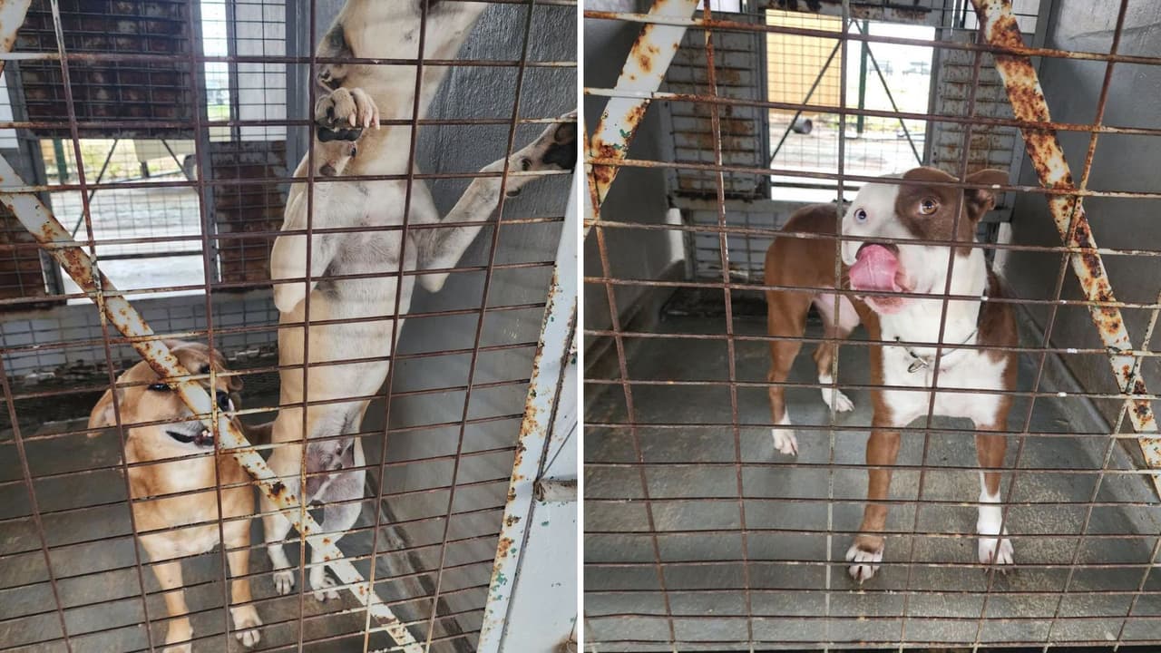Mientras continúan las labores de recuperación en el centro de Texas, organizaciones de rescate mantienen sus esfuerzos para apoyar a personas y animales afectados por las inundaciones.
<b>Voluntarios piden ayuda con transporte, limpieza, suministros y hogares temporales para las mascotas rescatadas.</b>