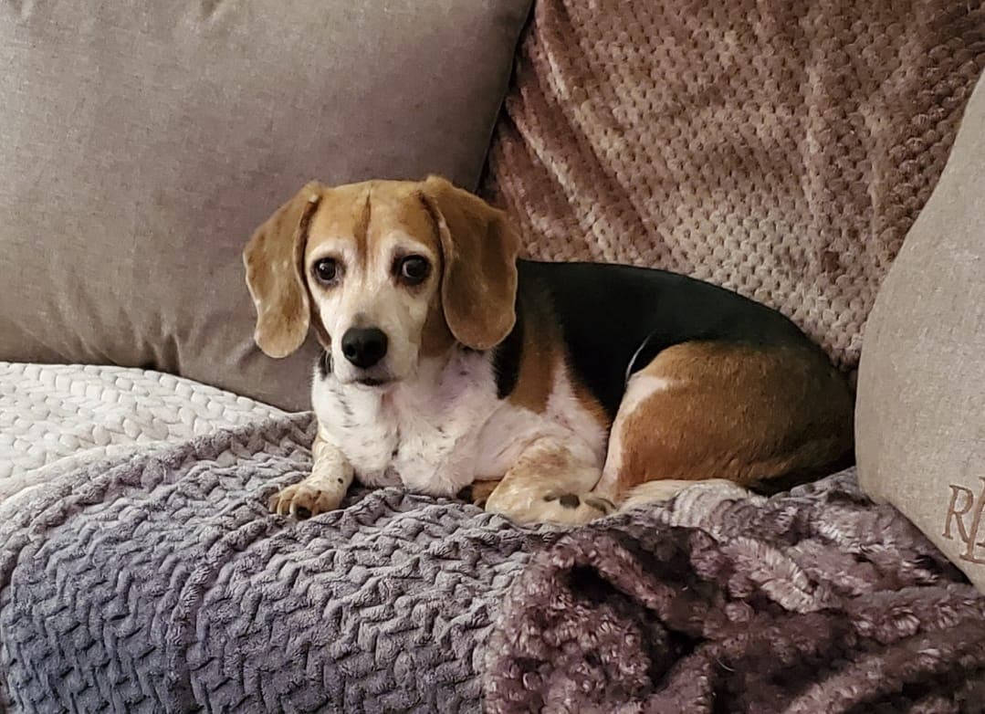 Estaba a más de 1,000 millas de distancia: un perro vuelve con su familia tras ocho años desaparecido