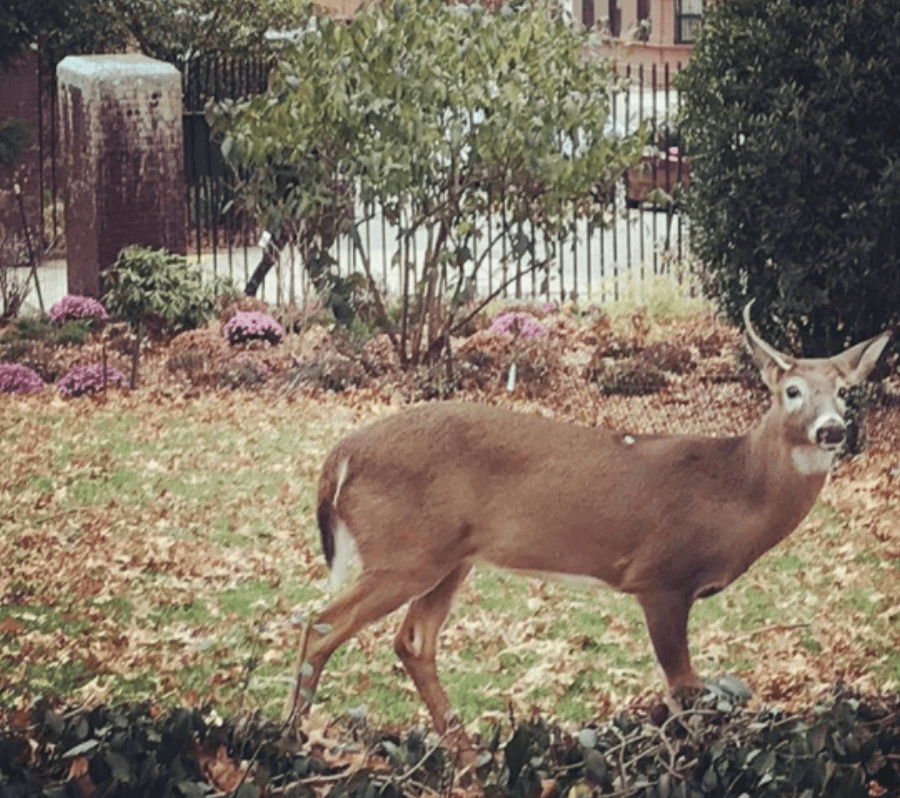 3.-Si ve un ciervo cruzando la calle frente a usted, no asuma que todo está despejado. Los ciervos a menudo viajan en grupos y cruzan uno justo detrás del otro.