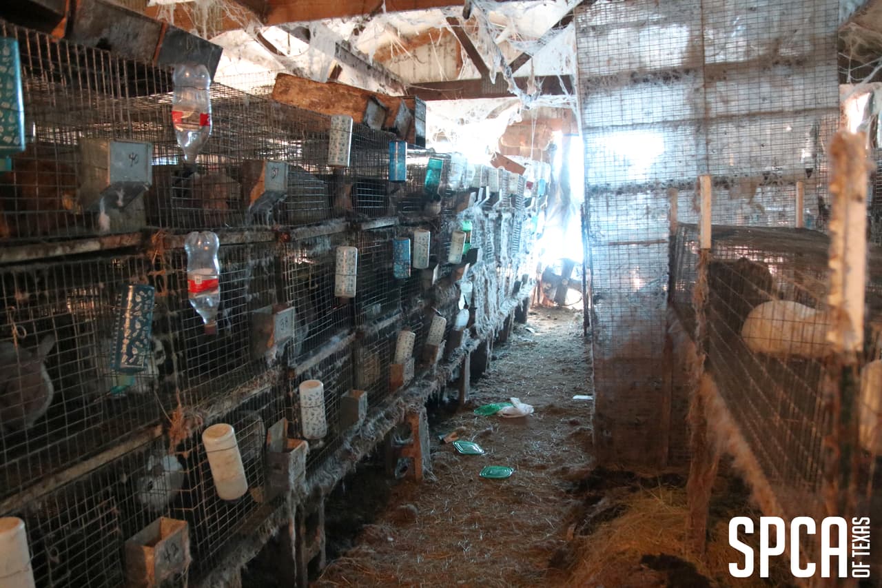 El funcionario visitó la propiedad nuevamente el miércoles 6 de marzo y observó que las condiciones no habían mejorado y el propietario acordó entregar los animales a la SPCA de Texas.