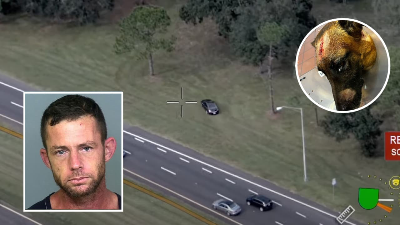 Hombre protagoniza persecución y apuñala a perro policía en el condado Manatee