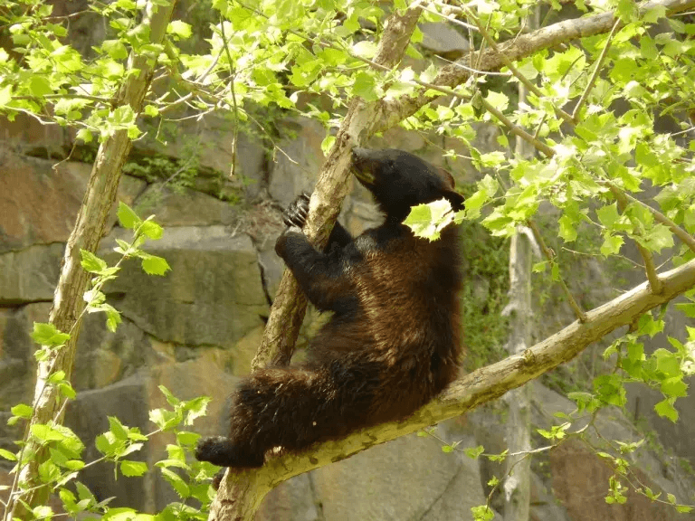 A pesar de los numerosos intentos de abordar los problemas médicos de Yona, se hizo evidente que no había manera de solucionar su problema. Fue sacrificada el 19 de mayo.