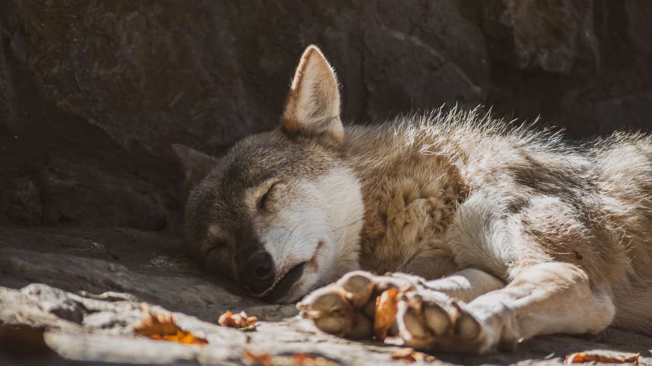 En ocasiones
<b>es fácil confundirlos con perros</b>, por lo que debes saber que un coyote:
<br>- Pesa entre 20 y 30 libras
<br>- Mide entre 23 y 25 pulgadas hasta el hombro
<br>- Parece un perro tipo pastor de color café tostado
<br>- Tienen el hocico puntiagudo
<br>- Patas largas
<br>- Cola tupida con la punta negra
<br>
<br>La ciudad de Sacramento advierte que el coyote
<b>es un animal “extremadamente inteligente”</b> que se ha adaptado muy bien a vivir cerca de los humanos.