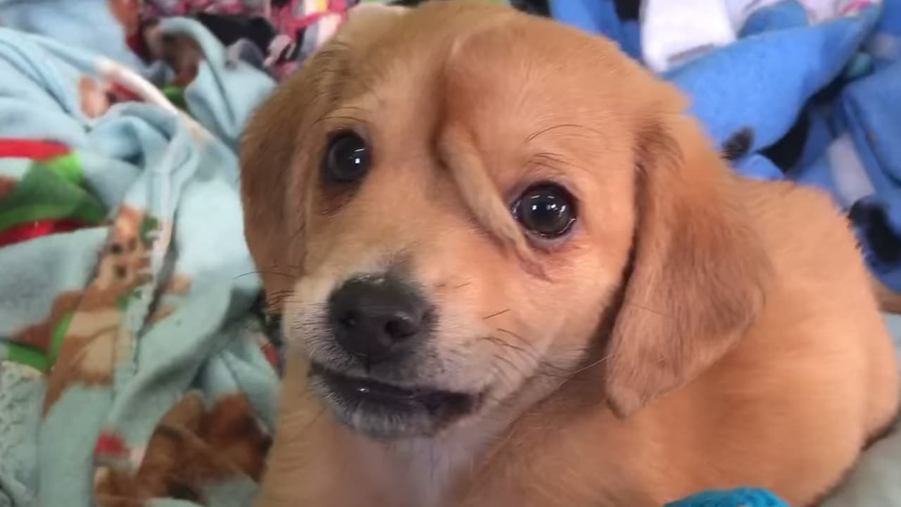 La organización se hizo cargo de la mascota y programó una cita con el veterinario.