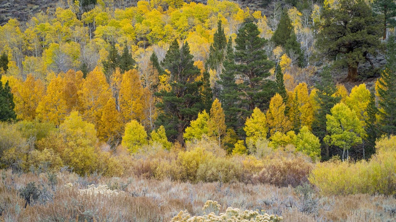 <h2 class="cms-H2-H2">Autopista 395 en el condado de Mono</h2>
<br>
<br>Otro de los grandes senderos que puedes recorrer en tu carro es el condado de Mono, en donde encontrarás bosques y lagos rodeados de árboles con follaje propio de la temporada.
<b>Dos de los lugares preferidos son June Lake y Convict Lake</b>.