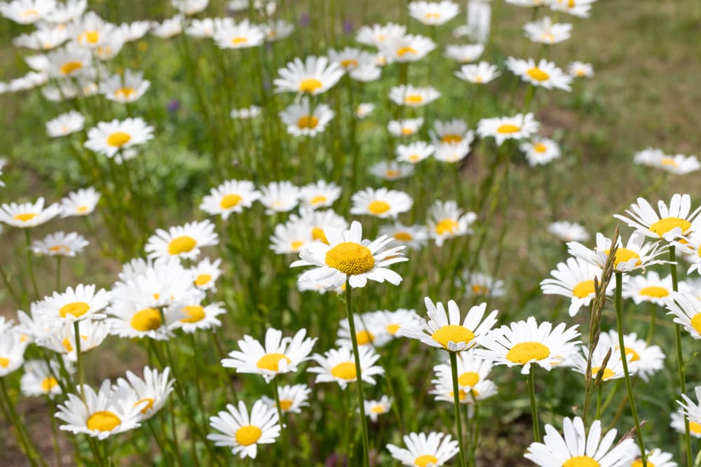 Ya sea que llenes tu hogar u oficina con las margaritas, siempre te harán sentir bien, al recordar esa pureza y energía máxima que nos brinda el Sol. Son magia blanca y positiva por excelencia.