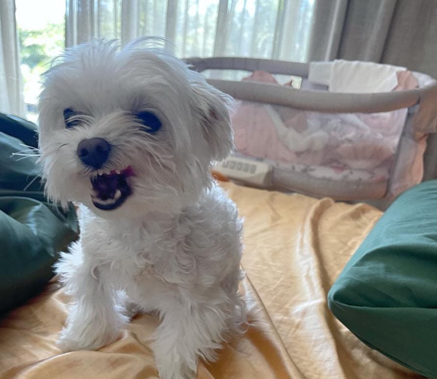 "Aunque no lo crean, esta era mi gran preocupación", dijo sobre su perrita Lupita, "ya estoy más feliz aún. Lupita con su hermanita Vida Isabelle".