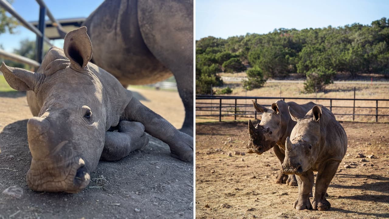 Un bebé de rinoceronte blanco nace en un rancho de San Antonio