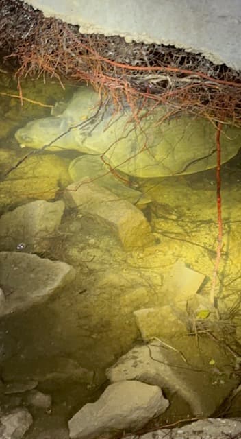 Varios agentes hallaron a una tortuga marina atrapada en un pequeño pozo de agua en Fort Myers Beach este domingo.