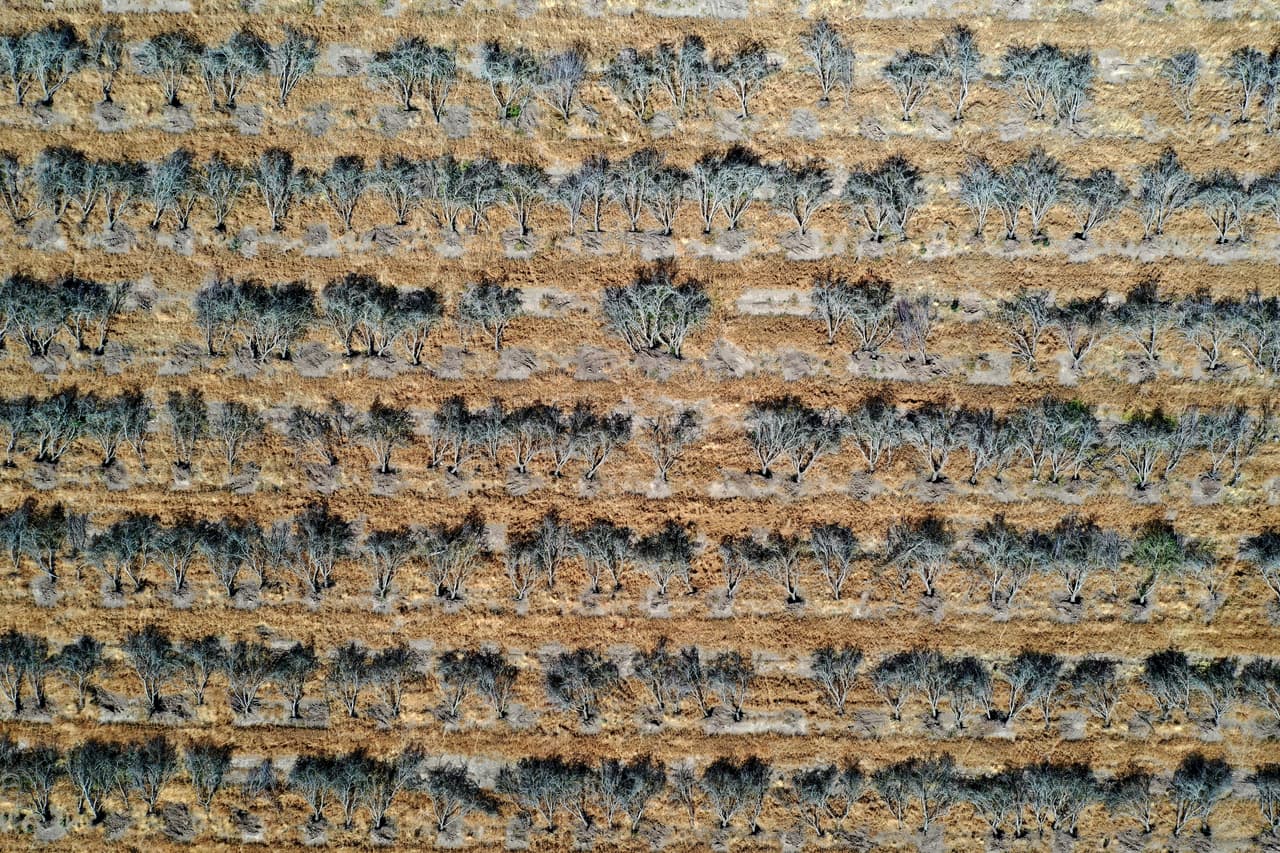 Los granjeros también han sido muy afectados. En esta imagen aérea se ven filas de árboles de almendras en un campo del Valle Central que serán reemplazados por otro cultivo que requiera menos agua.