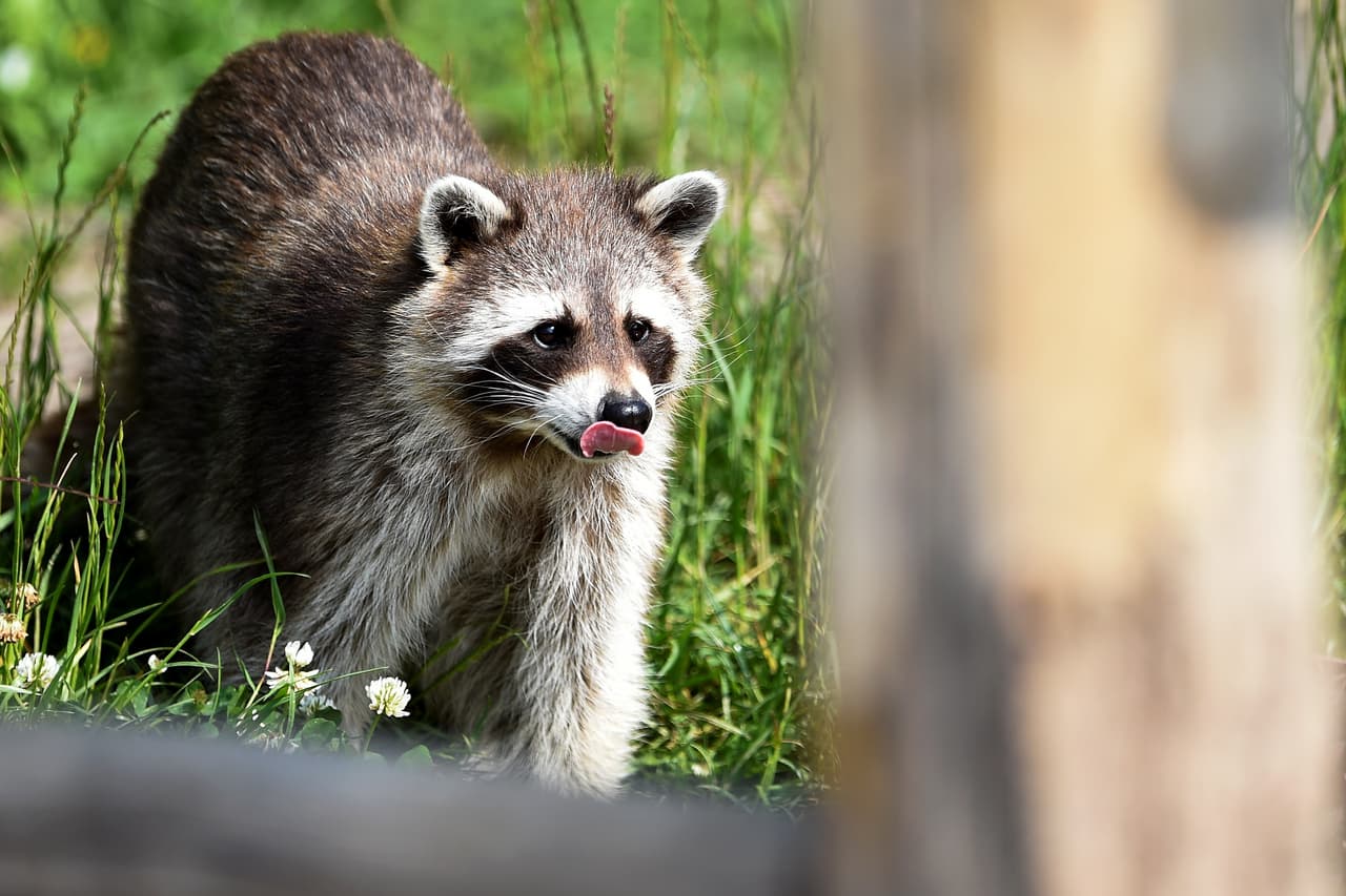 El departamento de salud del condado Broward emitió una alerta de rabia, luego que un mapache dio positivo a la enfermedad.