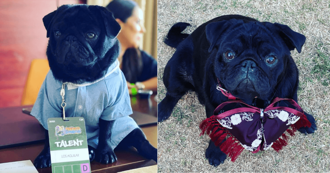 'Gordo', el pug de la familia Aguilar