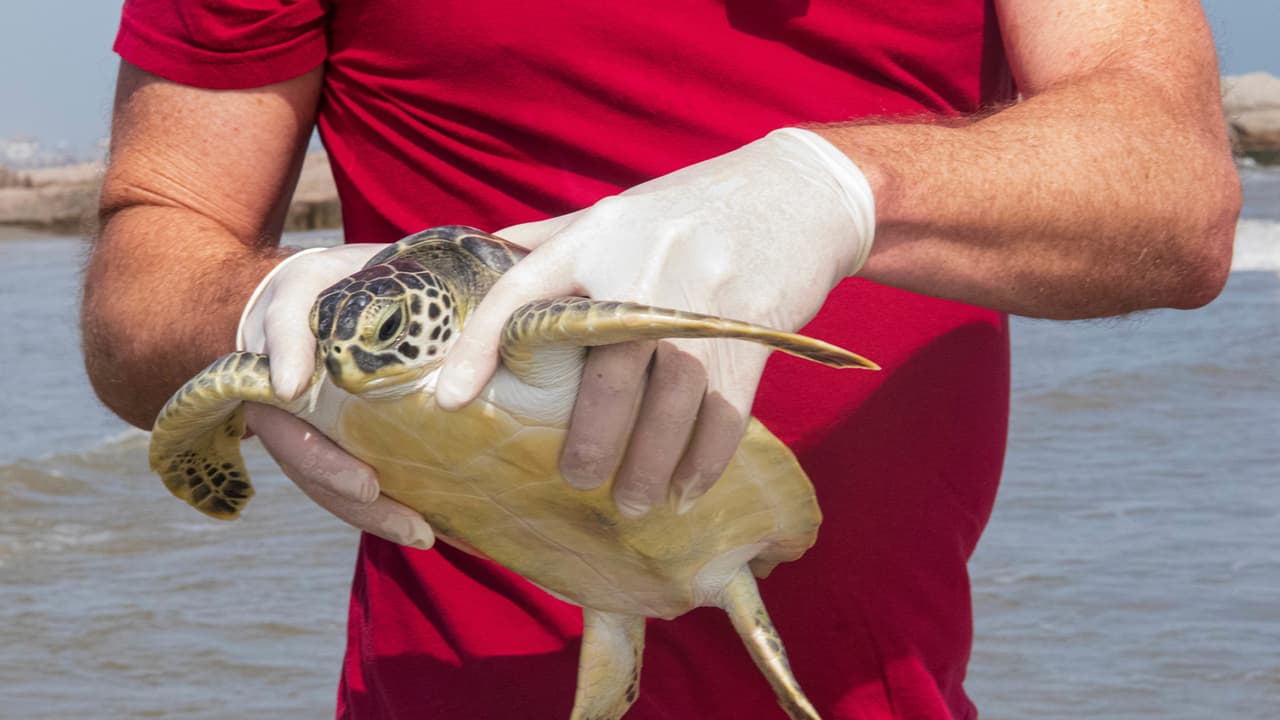 Tras comenzar las vacaciones de primavera, seis tortugas marinas verdes fueron devueltas a la naturaleza en el Golfo de México.