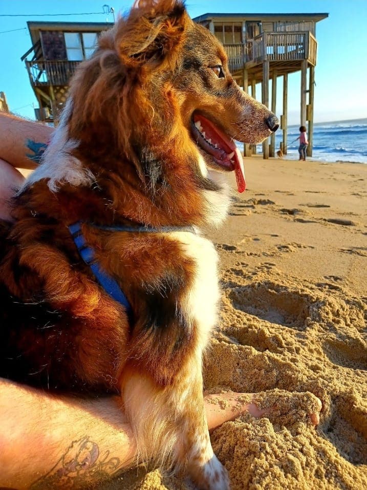 Día Nacional de las Mascotas