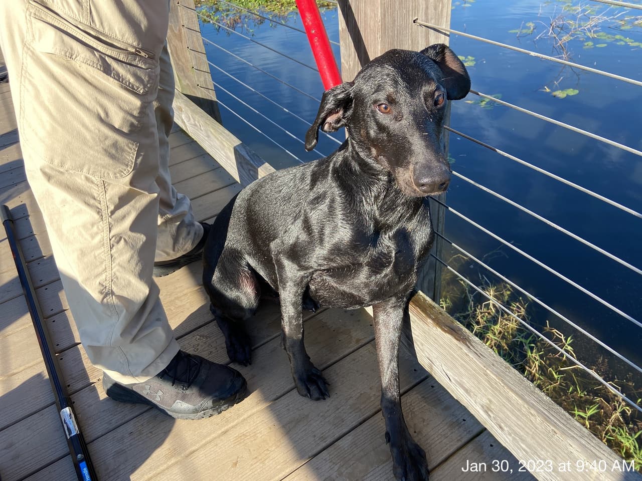 Control Animal determinó que el perro no tenía microchip y fue llevado al Centro de Recursos para Mascotas en Falkenburg Road.