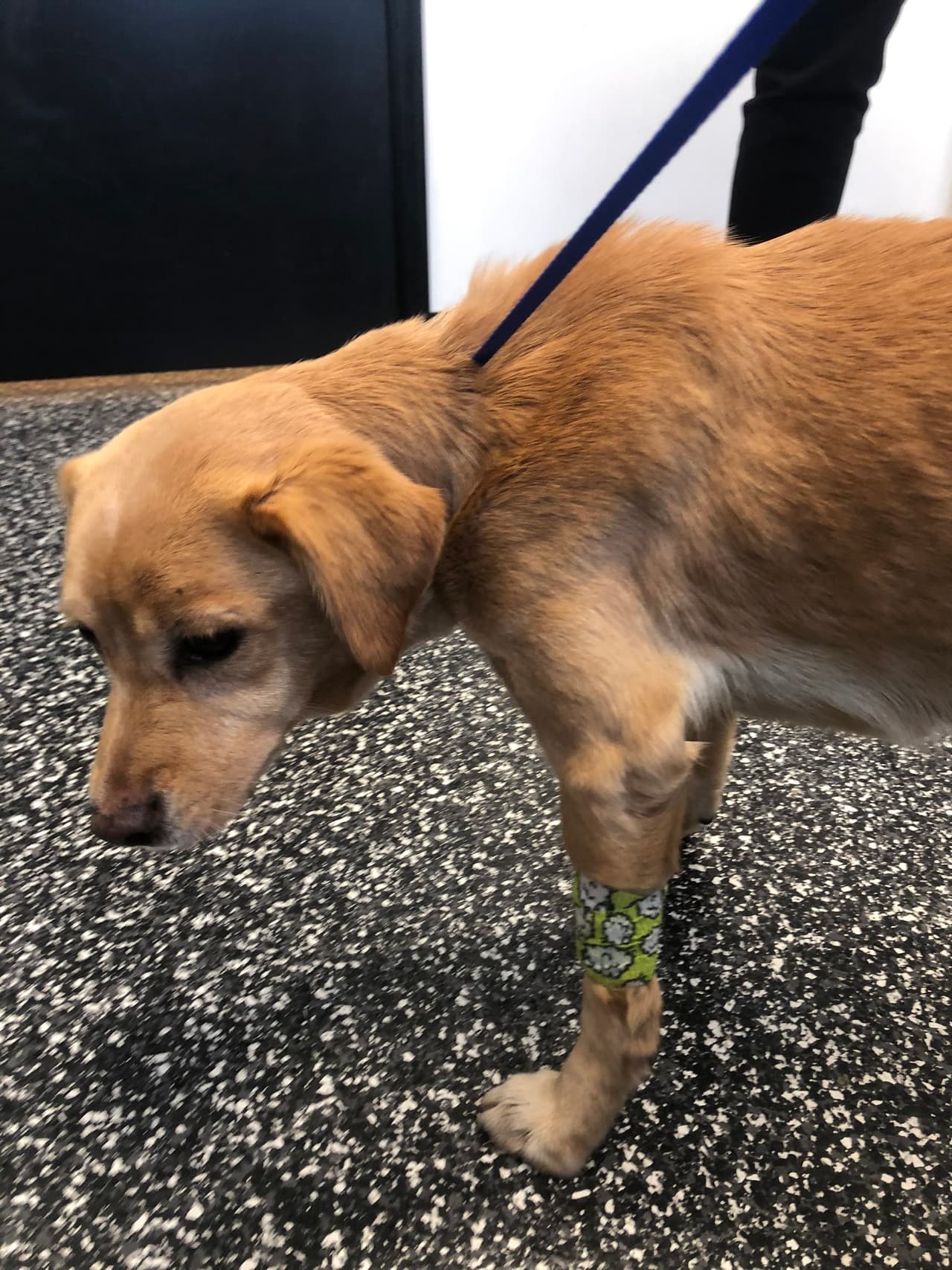 Suzy fue llevada al veterinario, vacunada y atendida para varias condiciones de salud.