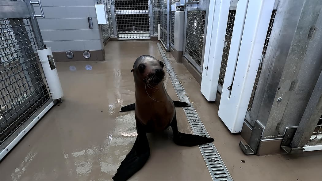 La exhibición se expande por 55 acres dentro del zoológico que está ubicado en el 6200 de la Hermann Park Drive.